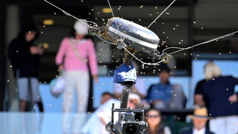 Bees Interrupt Alcaraz-Zverev Quarterfinal