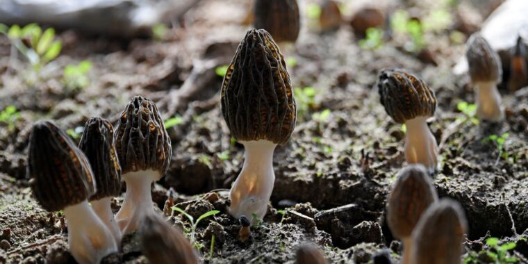 Deadly Outbreak Linked to Morel Mushrooms