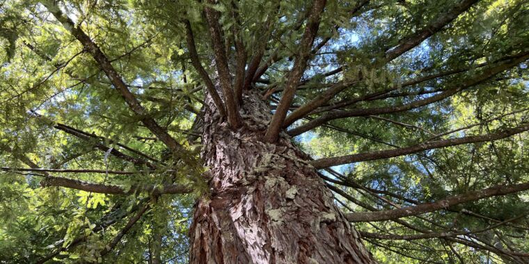 Tree giants thriving in UK landscape