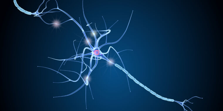 Myelin evolution tied to ancient virus infection