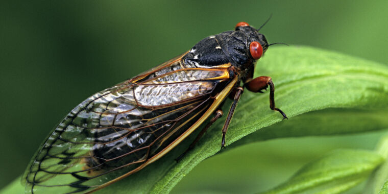 Illinois Prepares for Massive Cicada Emergence