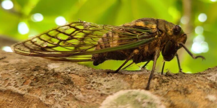 Cicadas’ Urination Unlocks Fluid Dynamics