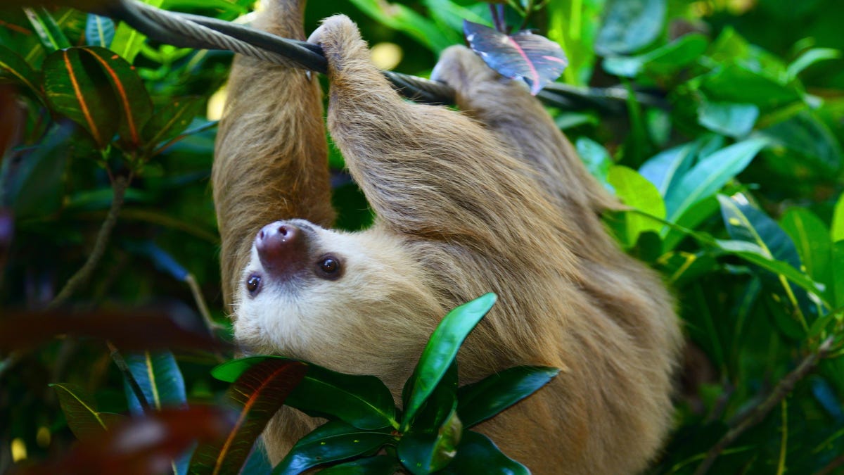 Crypto’s Market Value Survives Sloth-Themed Memecoin Disaster