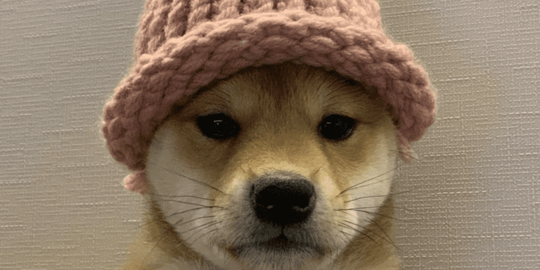 Solana meme coin Dogwifhat (WIF) drops double-digits