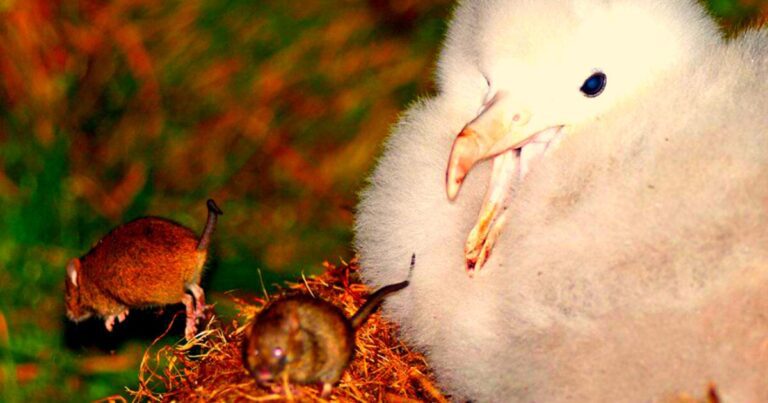 Massive Mouse Eradication Plan on Marion Island