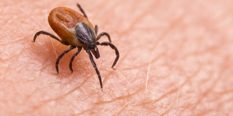 Oral Pill Could Protect Humans From Lyme Disease