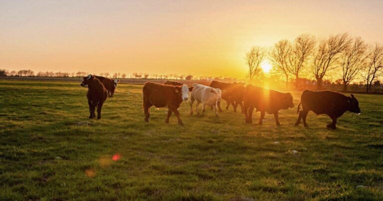 Introducing Prepper Beef: Quality Freeze-Dried Meat