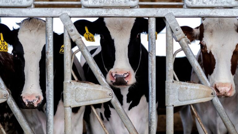 FDA: H5N1 Bird Flu Genetic Fragments Found in Milk