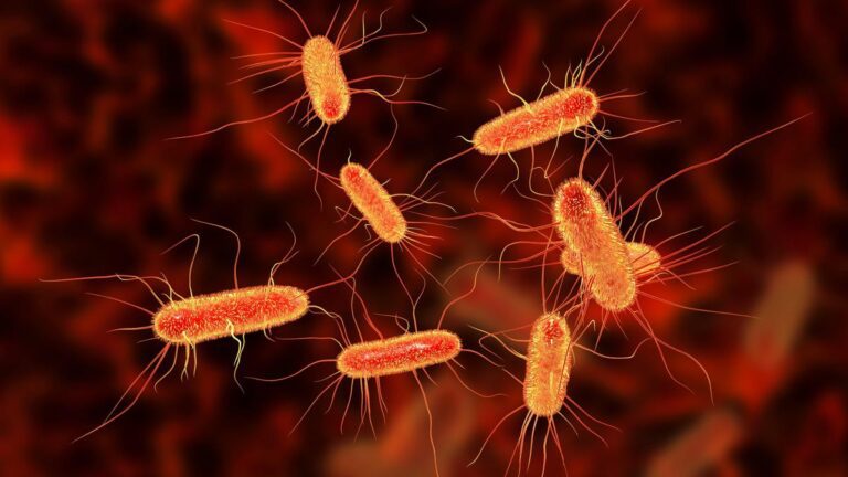 Bacteria Attracted to Human Blood for Food