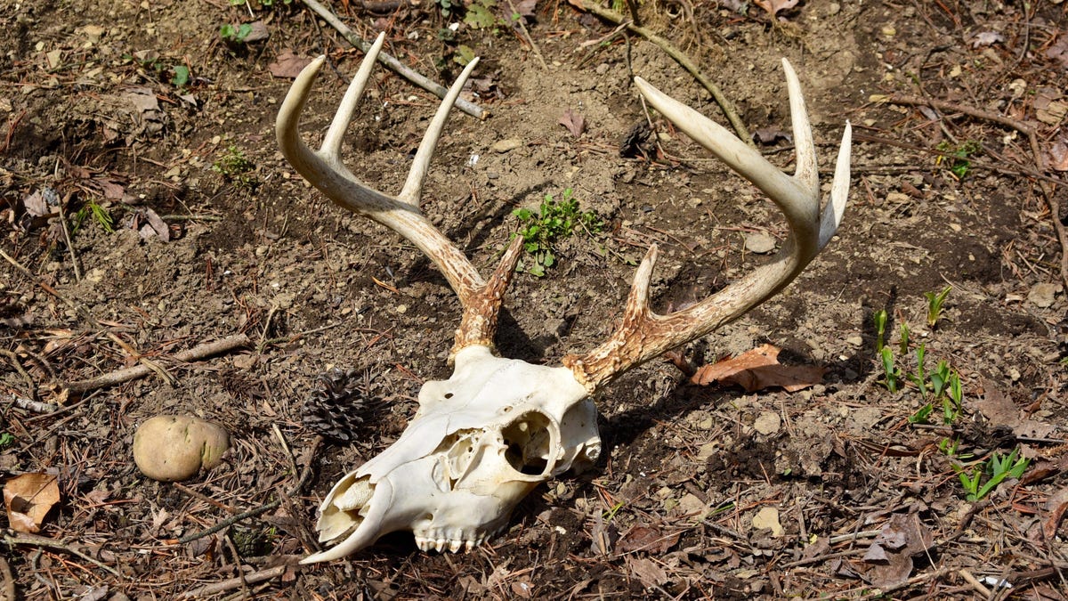 Deer Meat Linked to Prion Disease Cases