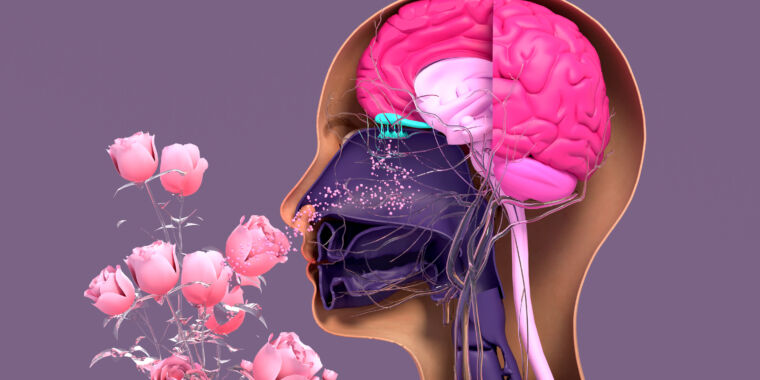 How the Brain Decodes Complex Smells