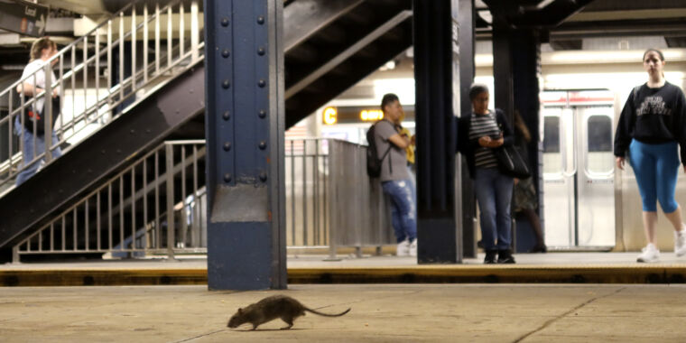 Record Number of Leptospirosis Cases in NYC