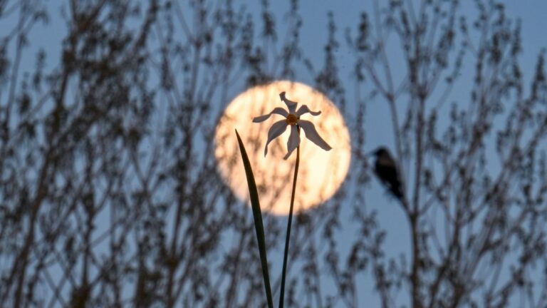 Photos of April 2024 Full Pink Moon