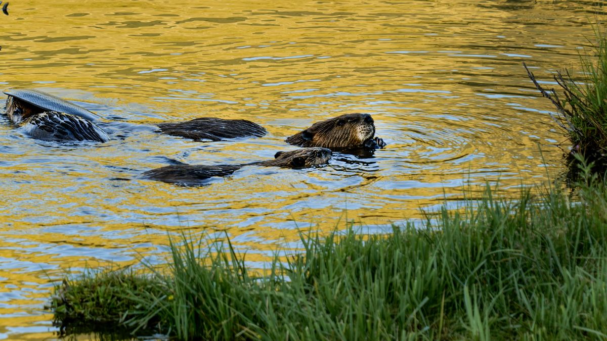 Beavers Help Combat Global Warming With Satellite Data