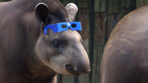 Experience how animals react to the total solar eclipse.