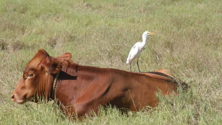 Bird flu cases in Texas raise concerns’