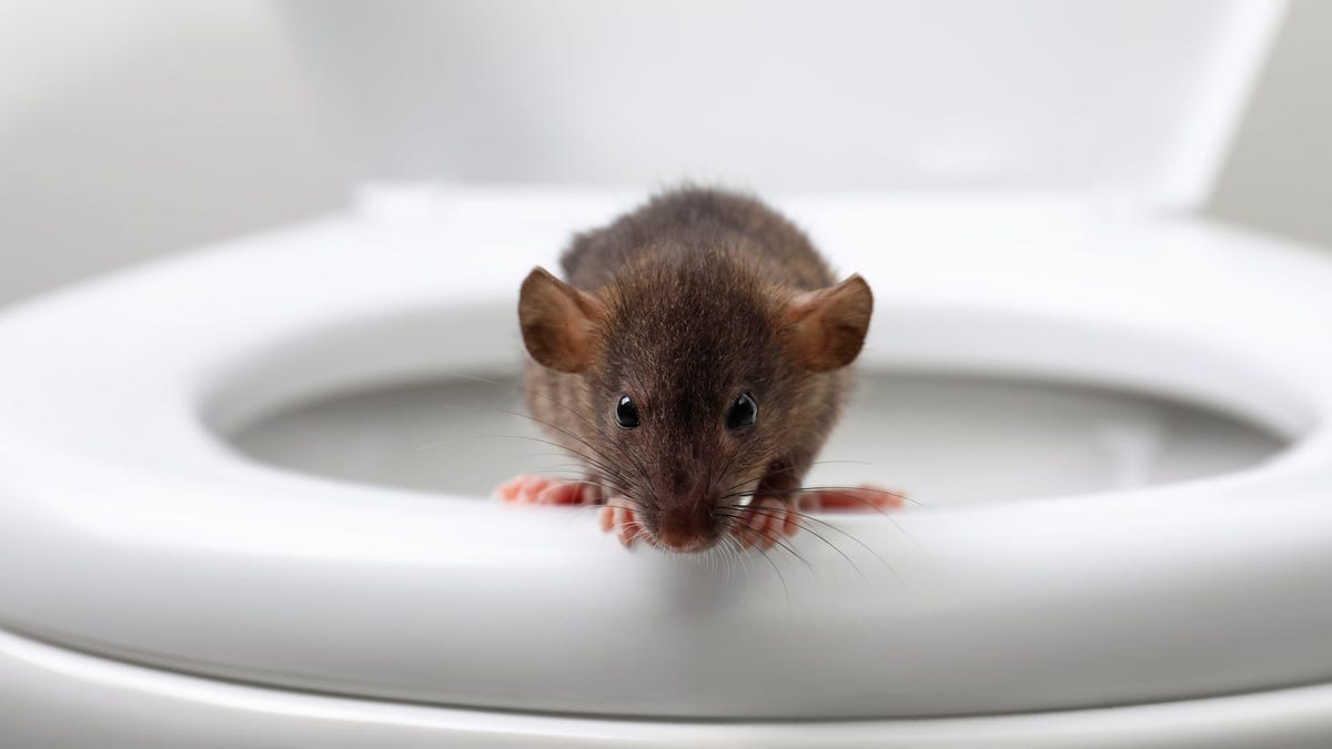 Man’s Encounter with Rat in Toilet Leads to Severe Infection