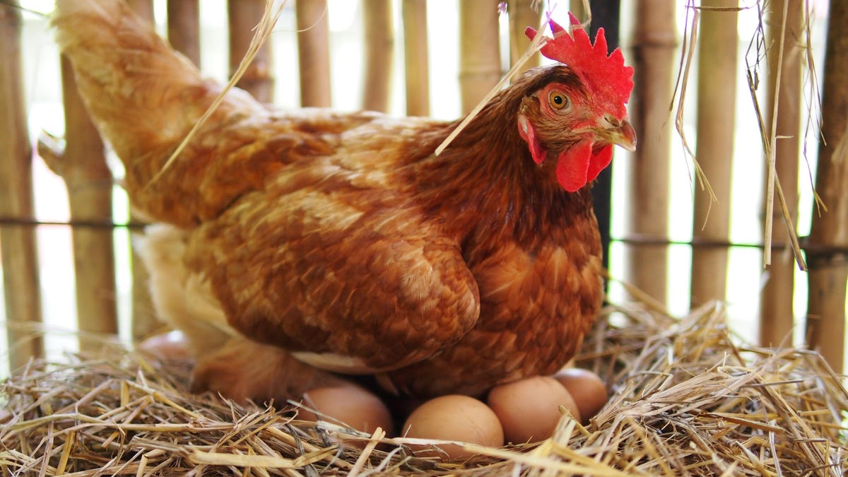 Origin of Human Love for Farm-raised Chicken Eggs