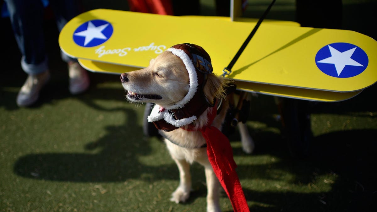 BarkBox Launches Luxury Dog Airline: Bark Air