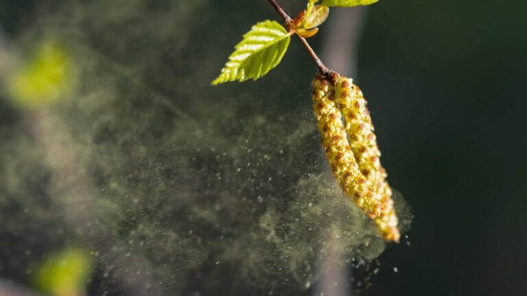 Climate Change Worsens Pollen Allergies