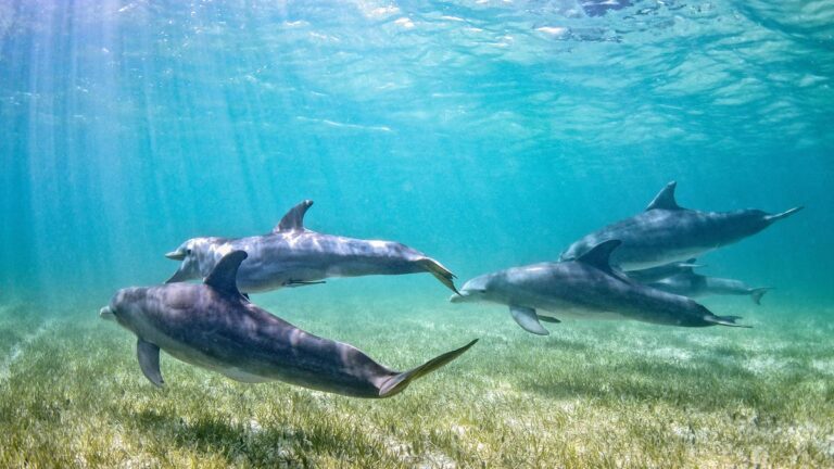Bird Flu Found in Common Bottlenose Dolphin
