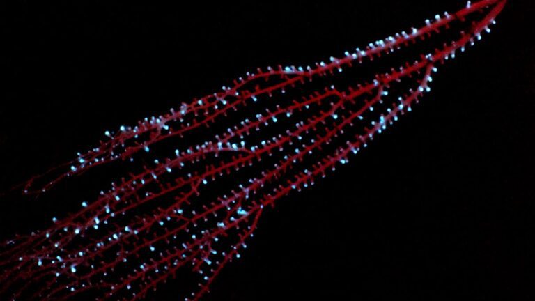 Octocorals: Ancient Bioluminescence Phenomena