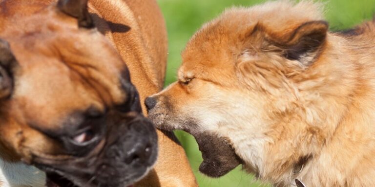 Pups Token: Not Just Another Meme Coin