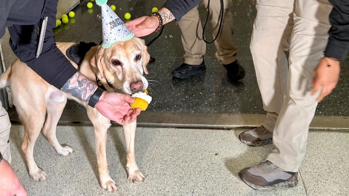 Beloved TSA Bomb-Sniffing Dog Retires