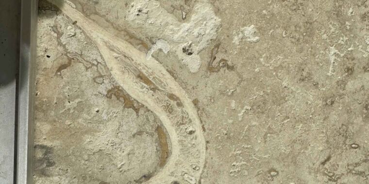 Reddit User Kidipadeli75: Fossilized Jawbone Found in Home Renovation