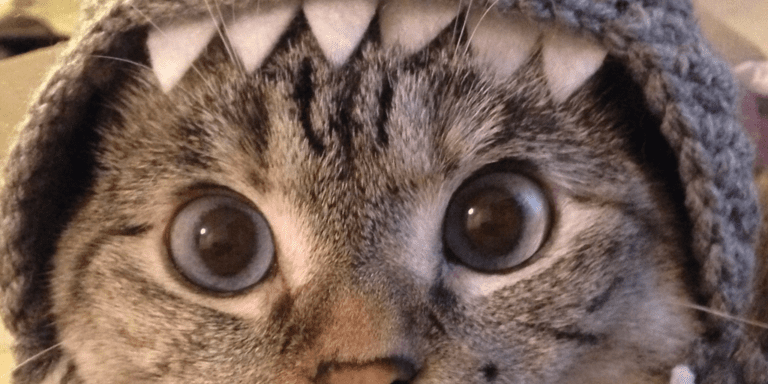 Nala Cat Brand Licenses IP to Solana Meme Coin Shark Cat
