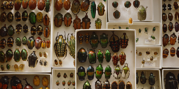 The Beetle Paradox: Why Beetles Are So Diverse