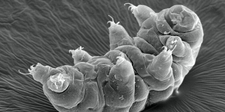 Tardigrades’ Secret to Withstanding Intense Radiation