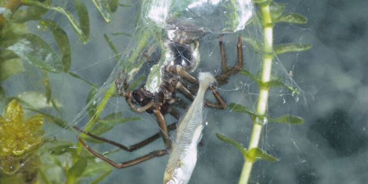 Spiders at the Beach: Uncovering Aquatic Arachnids