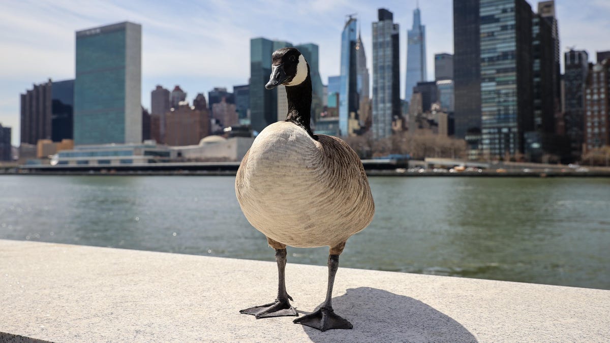 Avian Influenza Found in NYC Birds
