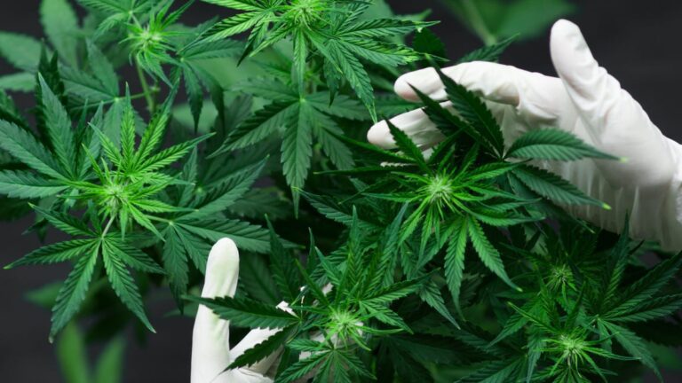 U.S. Government Moving to Reclassify Cannabis