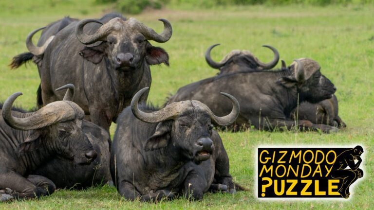 Deciphering the Eight-Buffalo Sentence
