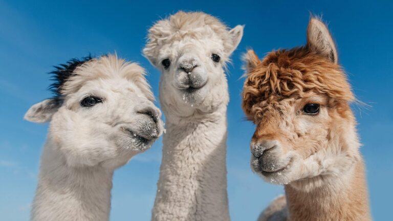 Alpaca Sex: Scientists Discover Strange Reproductive Tactics