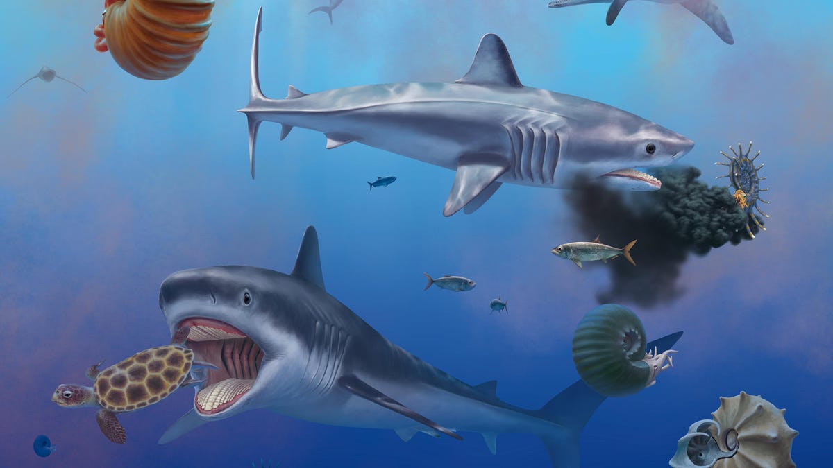 New Study Reveals Secrets of Ancient Shark