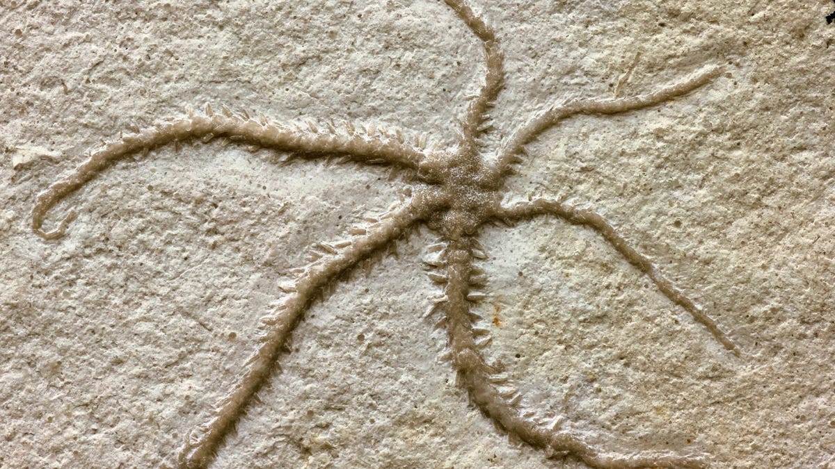 Ancient Fossil Captures Brittle Star Cloning