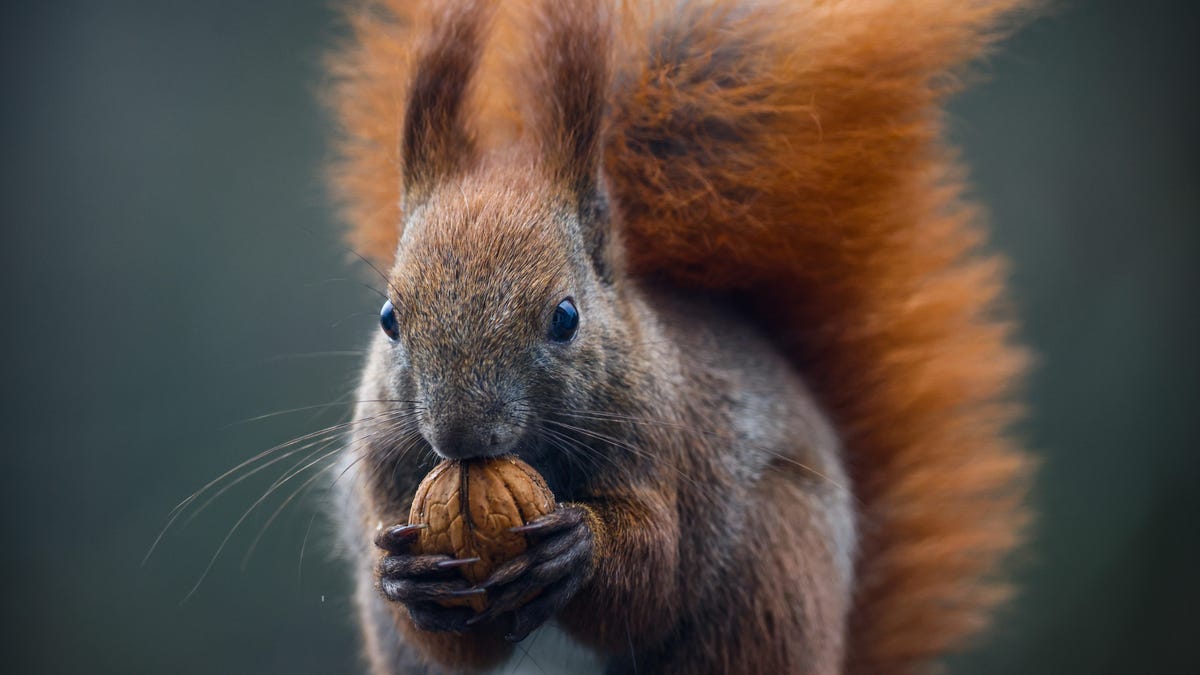 Red Squirrels in Medieval Winchester Spread Leprosy