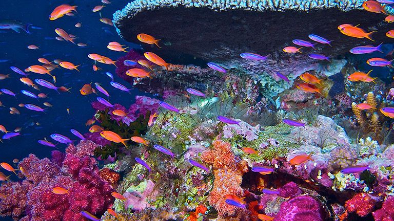 Preservation of Earth’s Coral Reefs in Outer Space
