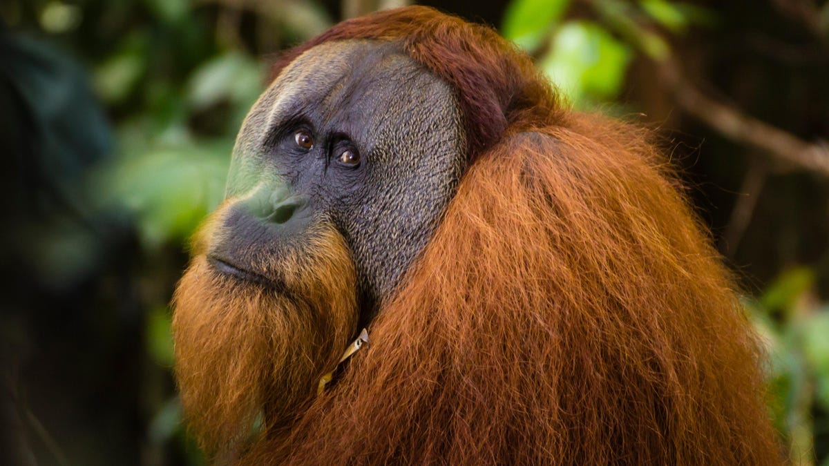 Orangutan Uses Medicinal Plant to Heal Wound