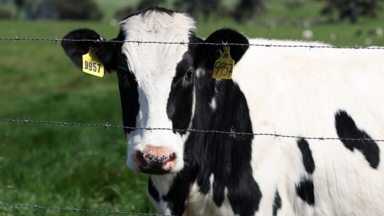 Raw Milk Sales Spike Amid Bird Flu Concerns