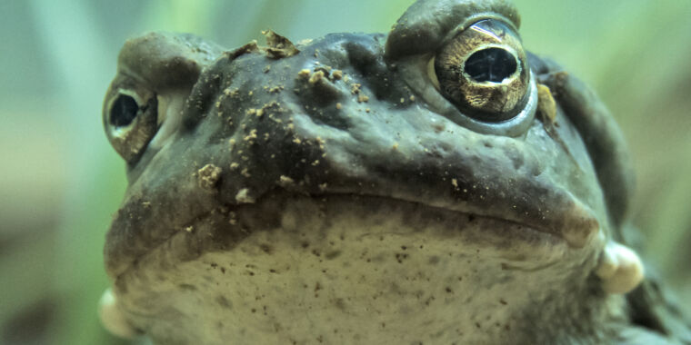 Novel Toad-Based Psychedelic Found to Treat Depression