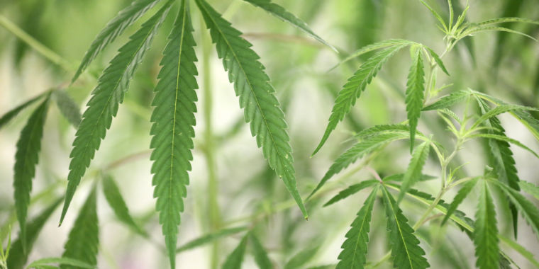 DEA to Reclassify Marijuana as Lower-Risk Drug