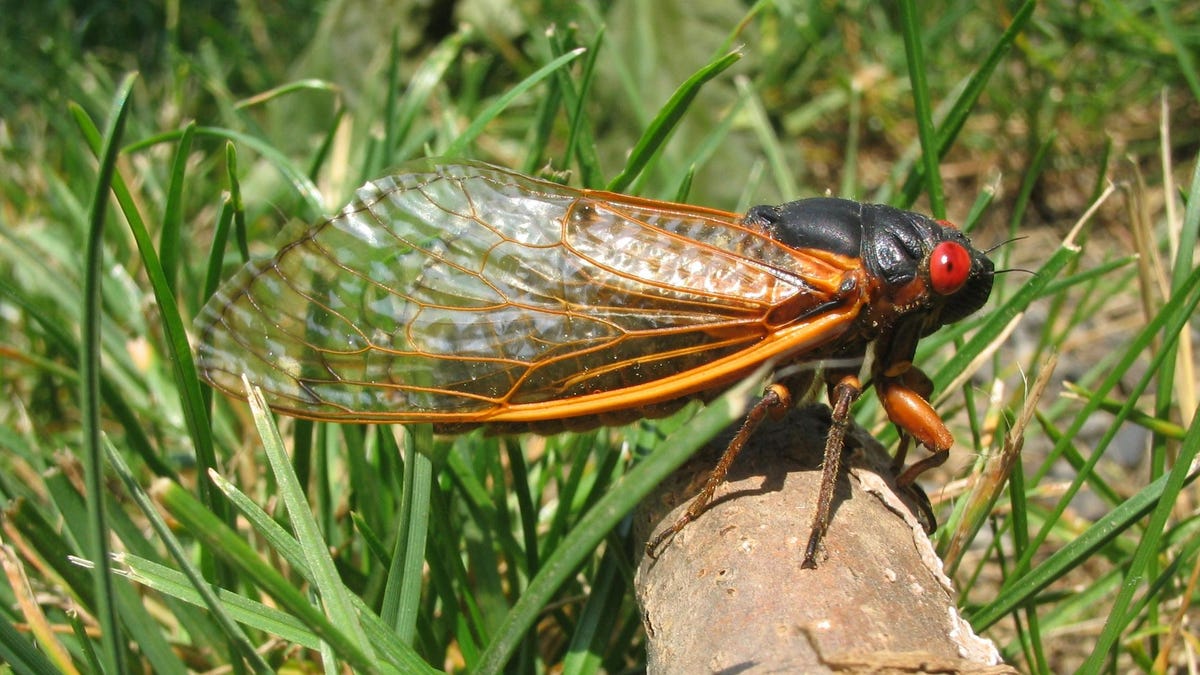 Beware of Cicadas Damaging Cars