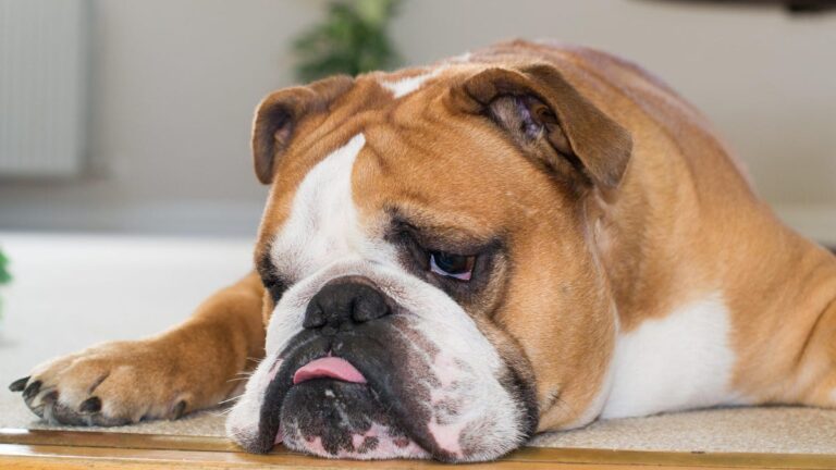 Breeding regulation efforts for genetically unhealthy dogs.