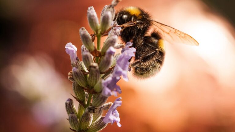 The pollen predicament: A springtime symphony