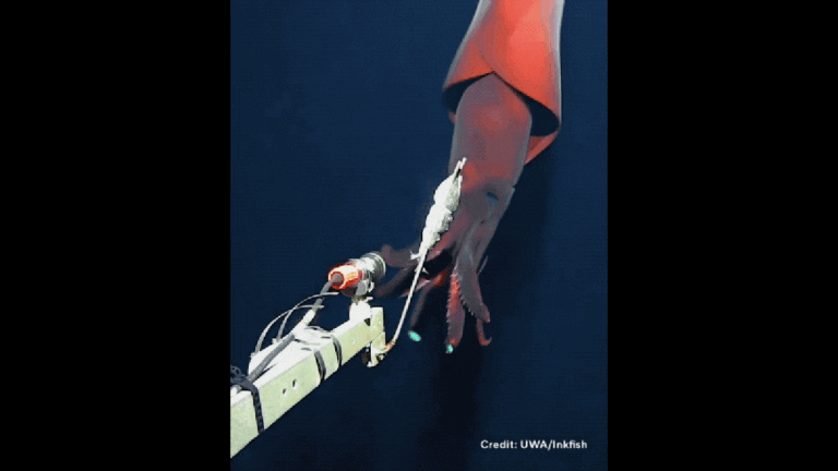 Rare Deep-Sea Squid Captured on Camera