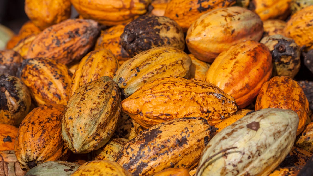 Rabobank Predicts Cocoa Price Rally has Peaked